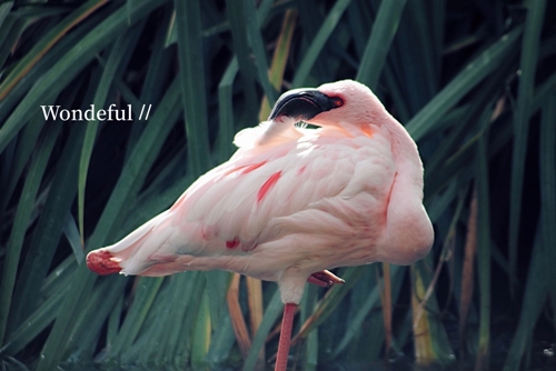 81歳でAVデビュー！衝撃すぎて☆素敵すぎて♪